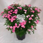 可愛いハート型リングを斜めにして立体感を出したボリューム満点の商品です。