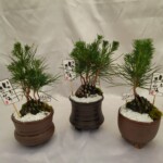 国産陶器を使用して和ティストな商品に仕上げました。
1~2本立ちの松になります。