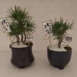 2年木の立派な木立ちの商品です。 数量限定なのでお急ぎください!