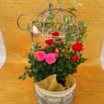鳥かごにバラとヘデラを入れた可愛らしい商品です。吊り下げて飾ることもできます。可愛い小鳥も付いてきます。