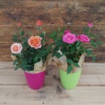 カラフルなプラ鉢にいろいろなミニバラを組み合わせて華やかに美しく!!