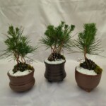 国産陶器を使用して和ティストな商品に仕上げました。
1~2本立ちの松になります。