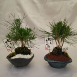 美濃焼陶器を使用したモダンな商品に仕上げました。
1~2本立ちの松になります。