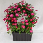 ブリッジをプランターに植え込んだ商品。水やりなどの管理もしやすくオススメです。