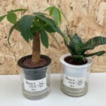 お部屋での水管理もしやすい底面給水ポットにミニ観葉が入った商品。
透明ポットに水を入れるとヒモから水を給水します。