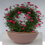 ブリッジを陶器に直接植え込んだ商品。水やりがしやすくなります。
