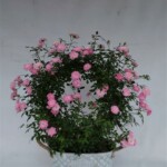 ハイタックスの№1ロングセラー商品がついに進化した!ガーデン調のブリキ入り商品です