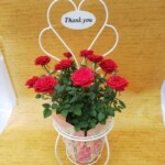 オシャレなイスに可愛いバラが、インテリアのワンポイントに。