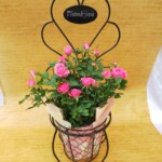 オシャレなイスに可愛いバラが、インテリアのワンポイントに。