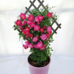 ウッドフェンスにつるバラを這わせたミニトレリスです。 鉢カラーいろいろあります。