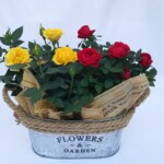 可愛いブリキに2色のバラを入れました。 感謝をこめたプレゼントにいかがでしょうか?