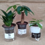 お部屋での水管理もしやすい底面給水ポットにミニ観葉が入った商品。
透明ポットに水を入れるとヒモから水を給水します。