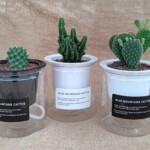 お部屋での水管理もしやすい底面給水ポットにミニサボテンが入った商品。
透明ポットに水を入れるとヒモから水を給水します。