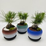 水管理のしやすい皿付きの陶器を使用した松盆栽です。皿と陶器は一体になっています。