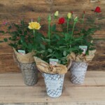 アンティークなブリキにバラを入れたかわいい商品です