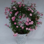 数量限定のオススメ商品! 花が一斉に咲いた姿は、空間を華やかに演出してくれます。