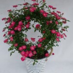 数量限定のオススメ商品! 花が一斉に咲いた姿は、空間を華やかに演出してくれます。