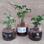 これからの時期にピッタリなミニ観葉が透明グラスに植えられた商品。
動物ピック付きです。