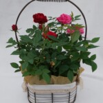 取っ手付きのアイアンバスケットにバラを2色いれた商品です。