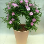 人気のアーチを4寸鉢にコンパクトに可愛くお求めやすくしました。 鉢カラーいろいろあります。